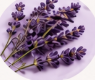 Lavender Essential Oil